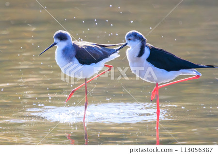 一群美麗的黑尾鷸(Ploveriformes),長著紅色的長腿。位於日本東京大田區玉川六五橋綠地。 一群美麗的黑尾鷸(Ploveriformes),長著紅色的長腿。位於日本東京大田區玉川六五橋綠地。 113056387