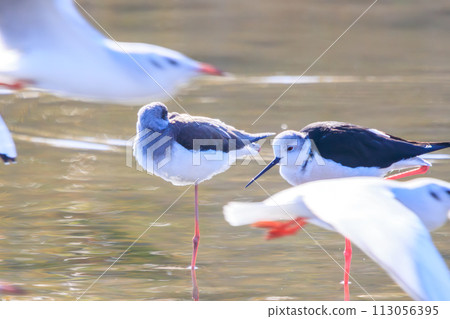 A flock of beautiful black-tailed sandpipers (Ploveriformes) with long red legs. At Tamagawa Rokugobashi Green Area, Ota Ward, Tokyo, Japan. 113056395