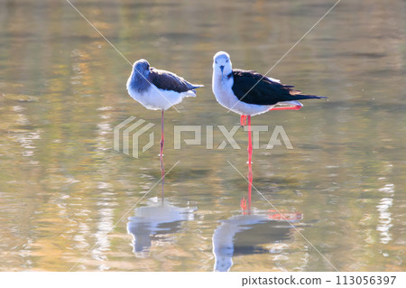A flock of beautiful black-tailed sandpipers (Ploveriformes) with long red legs. At Tamagawa Rokugobashi Green Area, Ota Ward, Tokyo, Japan. 113056397