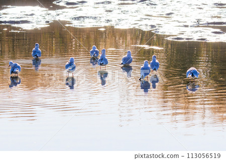 A flock of beautiful black-headed gulls (Eracinidae) and others. At Tamagawa Rokugobashi Green Area, Ota Ward, Tokyo, Japan. December 2023 A flock of beautiful black-headed gulls (Eracinidae) and others. At Tamagawa Rokugobashi Green Area, Ota Ward, Tokyo, Japan. December 2023 113056519