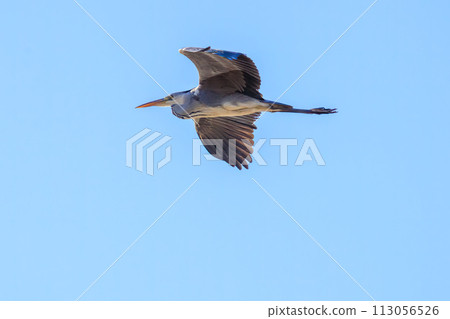 一隻美麗的灰鷺(鷺科)在飛行中。位於日本東京大田區玉川六五橋綠地。 2023 年 12 月 1 一隻美麗的灰鷺(鷺科)在飛行中。位於日本東京大田區玉川六五橋綠地。 2023 年 12 月 1 113056526