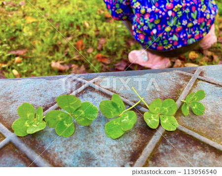 Searching for four-leaf clovers with children in the park 113056540