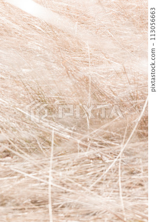 Withered grass background material 113056663