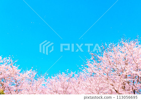 Blue sky and cherry blossoms in full bloom 113056695