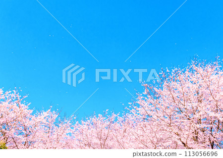 Blue sky and cherry blossoms in full bloom 113056696
