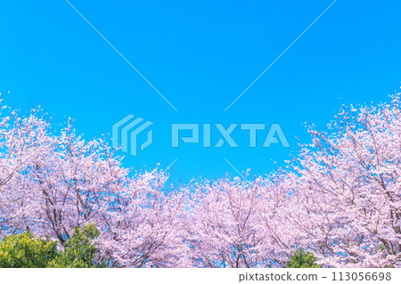 Blue sky and cherry blossoms in full bloom Blue sky and cherry blossoms in full bloom 113056698