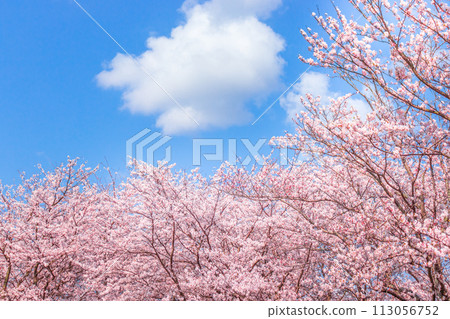 Blue sky and cherry blossoms in full bloom Blue sky and cherry blossoms in full bloom 113056752