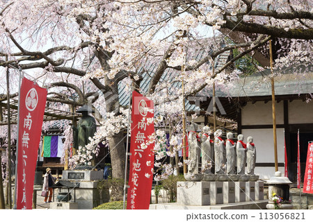Rokujizo Weeping Cherry Blossom Rokujizo Weeping Cherry Blossom 113056821