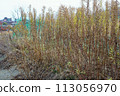 Farmland that is no longer cared for and has become overgrown with grass 113056970