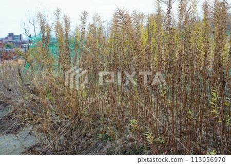 Farmland that is no longer cared for and has become overgrown with grass 113056970