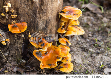 Honey fungus growing on a stump in the forest 113057109