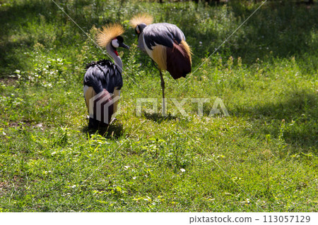 Two grey crowned crane (Balearica Regulorum) 113057129