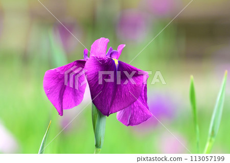Beautiful Japanese iris (Japanese iris) 113057199