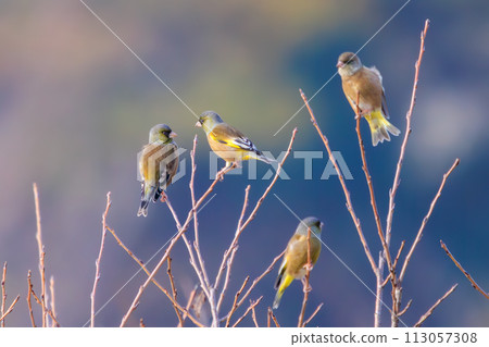 A flock of cute flying finches (Atriidae). At the Edogawa Riverbed, Matsudo City, Chiba Prefecture, Japan. 2023 1 A flock of cute flying finches (Atriidae). At the Edogawa Riverbed, Matsudo City, Chiba Prefecture, Japan. 2023 1 113057308