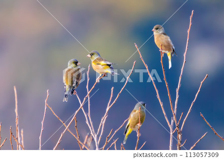 A flock of cute flying finches (Atriidae). At the Edogawa Riverbed, Matsudo City, Chiba Prefecture, Japan. 2023 1 A flock of cute flying finches (Atriidae). At the Edogawa Riverbed, Matsudo City, Chiba Prefecture, Japan. 2023 1 113057309