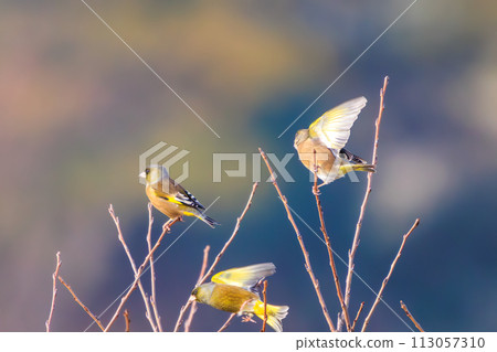 A flock of cute flying finches (Atriidae). At the Edogawa Riverbed, Matsudo City, Chiba Prefecture, Japan. 2023 1 A flock of cute flying finches (Atriidae). At the Edogawa Riverbed, Matsudo City, Chiba Prefecture, Japan. 2023 1 113057310