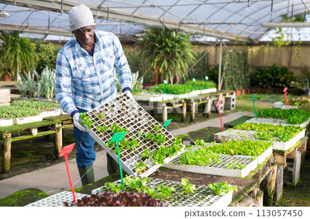 Concentrated African american farmer is engaged in growing lettuce Concentrated African american farmer is engaged in growing lettuce 113057450