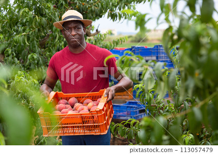 Portrait of african american hired worker with crate of peaches Portrait of african american hired worker with crate of peaches 113057479