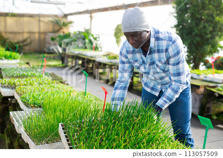 Farmer working with onion seedling in greenhouse 113057509