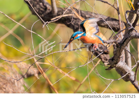 A cute kingfisher (Alcedae) diving into the water to catch food. At the Edogawa Riverbed, Matsudo City, Chiba Prefecture, Japan A cute kingfisher (Alcedae) diving into the water to catch food. At the Edogawa Riverbed, Matsudo City, Chiba Prefecture, Japan 113057525