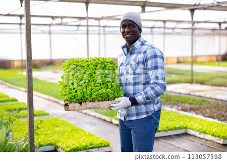 Farmer holding trays for seedling with lettuce 113057598