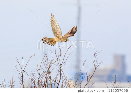 A beautiful kestrel (Falconidae) in flight. On the Edogawa riverbed, Matsudo City, Chiba Prefecture, Japan. January 2023 A beautiful kestrel (Falconidae) in flight. On the Edogawa riverbed, Matsudo City, Chiba Prefecture, Japan. January 2023 113057696