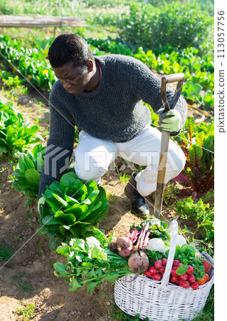 farmer man harvesting fresh green lettuce 113057756