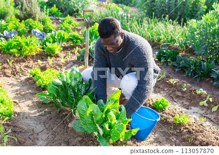 farmer man harvesting fresh green lettuce farmer man harvesting fresh green lettuce 113057870