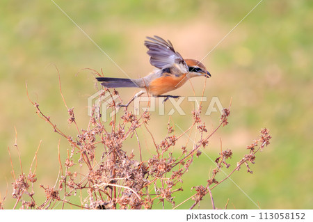 A beautiful shrike (family Shrikeidae) in flight. Edogawa riverbed, Matsudo City, Chiba Prefecture, Japan. Photographed on December 16, 2023. 113058152