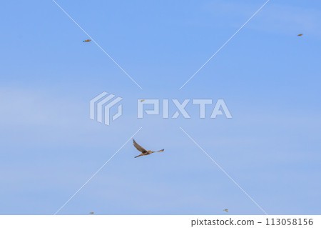 Beautiful kestrels (Falconidae) and Eurasian greenfinch flying for hunting. Edogawa, Matsudo City, Chiba Prefecture, Japan 113058156