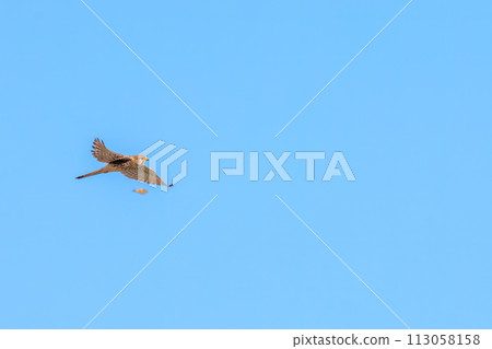 Beautiful kestrels (Falconidae) and Eurasian greenfinch flying for hunting. Edogawa, Matsudo City, Chiba Prefecture, Japan 113058158