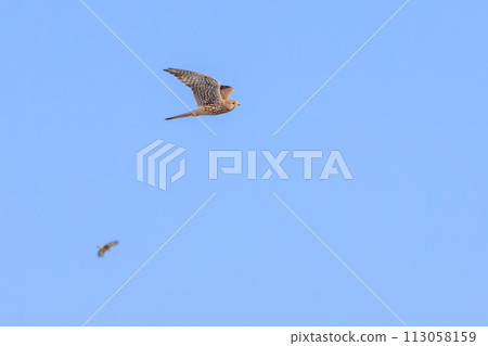 Beautiful kestrels (Falconidae) and Eurasian greenfinch flying for hunting. Edogawa, Matsudo City, Chiba Prefecture, Japan 113058159