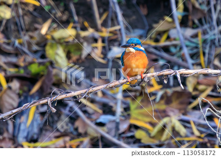 Cute kingfisher (Alcedinidae family). On the Edogawa riverbed, Matsudo City, Chiba Prefecture, Japan. Photographed on December 16, 2023. 113058172