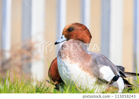A flock of cute wigeons (Antidae) relaxing. At the Edogawa riverbed, Matsudo City, Chiba Prefecture, Japan. December 2023 A flock of cute wigeons (Antidae) relaxing. At the Edogawa riverbed, Matsudo City, Chiba Prefecture, Japan. December 2023 113058243