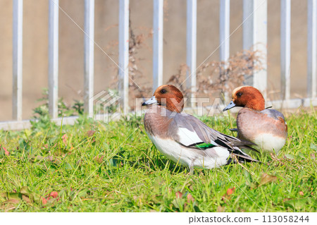 A flock of cute wigeons (Antidae) relaxing. At the Edogawa riverbed, Matsudo City, Chiba Prefecture, Japan. December 2023 A flock of cute wigeons (Antidae) relaxing. At the Edogawa riverbed, Matsudo City, Chiba Prefecture, Japan. December 2023 113058244