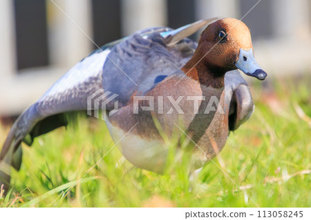 A flock of cute wigeons (Antidae) relaxing. At the Edogawa riverbed, Matsudo City, Chiba Prefecture, Japan. December 2023 113058245