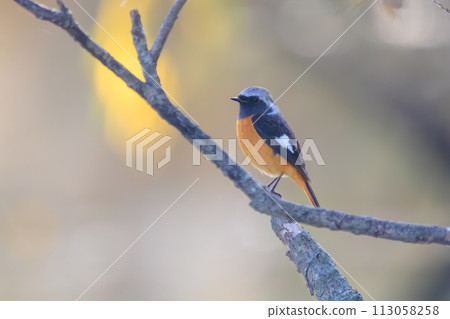 A cute singing Daurian redstart (Flycatcher family). On the Edogawa riverbed, Matsudo City, Chiba Prefecture, Japan. December 16, 2023 A cute singing Daurian redstart (Flycatcher family). On the Edogawa riverbed, Matsudo City, Chiba Prefecture, Japan. December 16, 2023 113058258