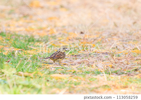 A cute blue-tailed bluefin (family Bunting) looking for food. At the Edogawa riverbed, Matsudo City, Chiba Prefecture, Japan. December 16, 2023 113058259