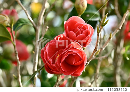 Japanese style image: Camellia 113058310