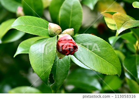 Japanese style image: Camellia Japanese style image: Camellia 113058316