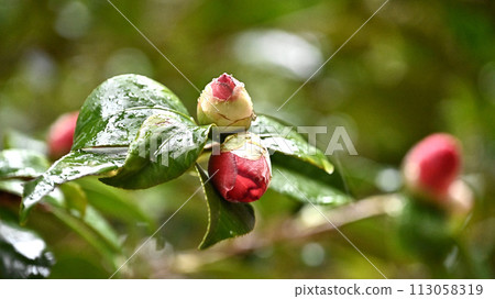 Japanese style image: Camellia Japanese style image: Camellia 113058319