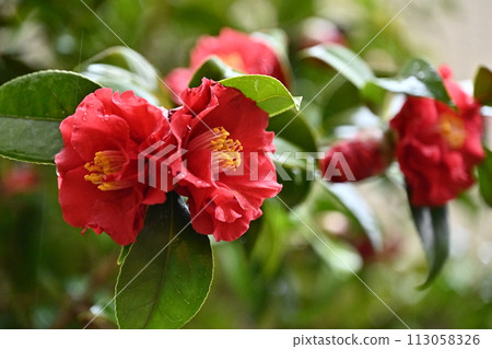 Japanese style image: Camellia 113058326