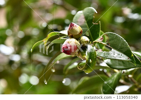 Japanese style image: Camellia Japanese style image: Camellia 113058340
