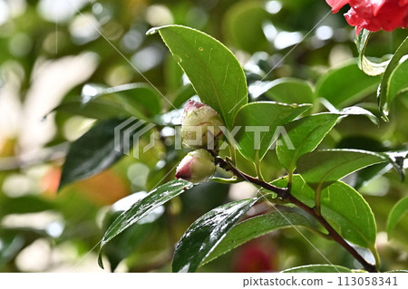 Japanese style image: Camellia 113058341