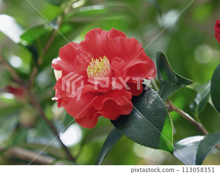 日式形象山茶花(山茶花) 日式形象山茶花(山茶花) 113058351