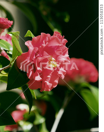 日式形象山茶花（山茶花） 113058353