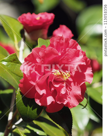 Japanese style image: Camellia Japanese style image: Camellia 113058356