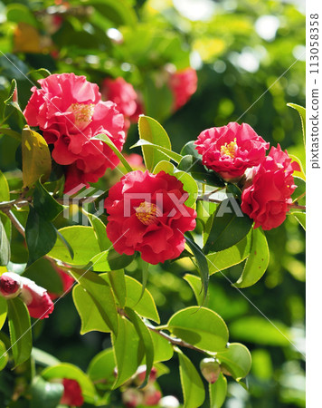 日式形象山茶花（山茶花） 113058358