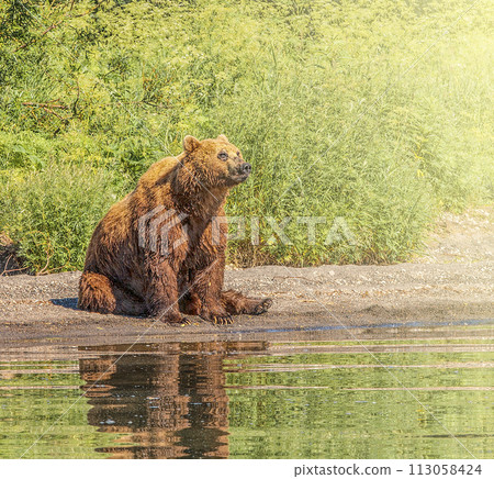 Kamchatka brown bear on the lake on sunlight Kamchatka brown bear on the lake on sunlight 113058424