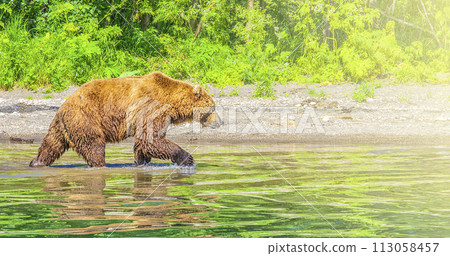 Kamchatka brown bear on the lake in the summer on sunlight Kamchatka brown bear on the lake in the summer on sunlight 113058457